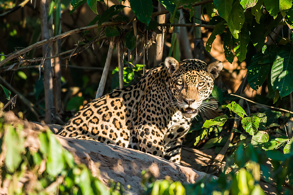 Jaguar in the Peruvian Amazonian Jungle at Madre de Dios, Amazon, Peru