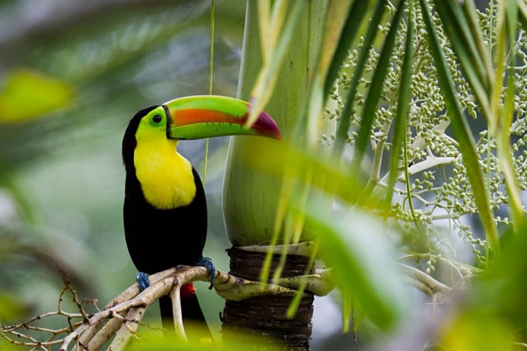 Keel-Billed Toucan in the Rainforest of Belize