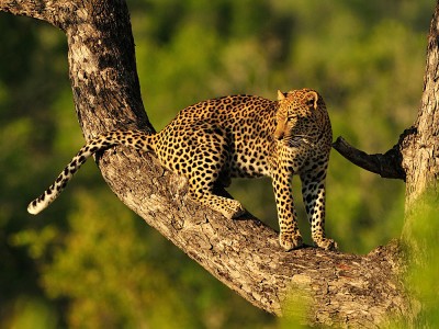 Leopard on Tree Branch, East Africa