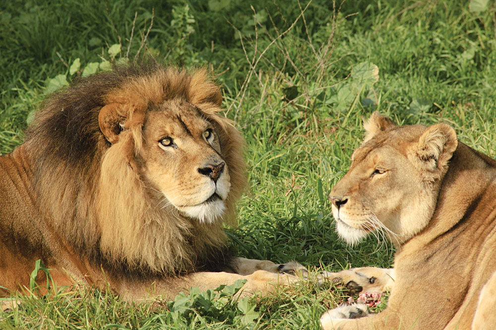 Lion Family in Kruger National Park, South Africa