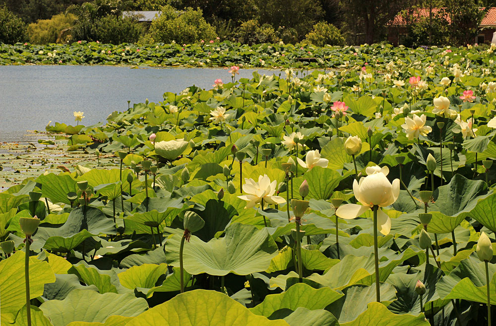 Lotus Garden. Warburton, Victoria, Australia
