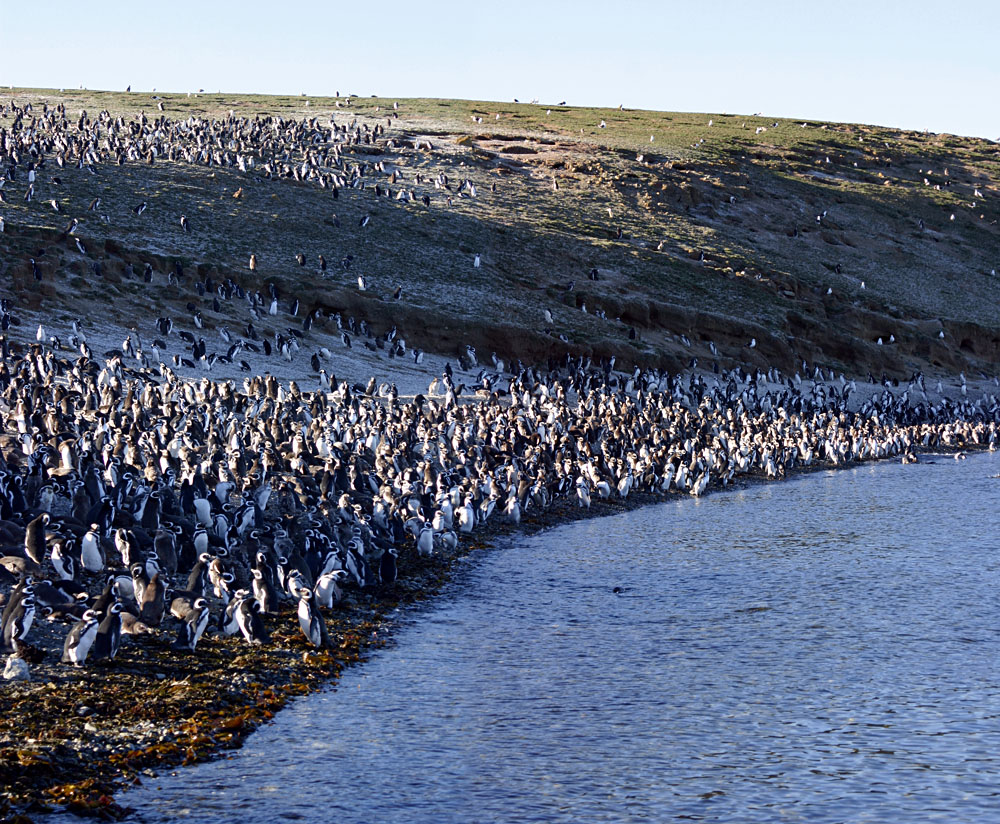 Magellanic Penguins, Peninsula Valdez, Patagonia, Argentina