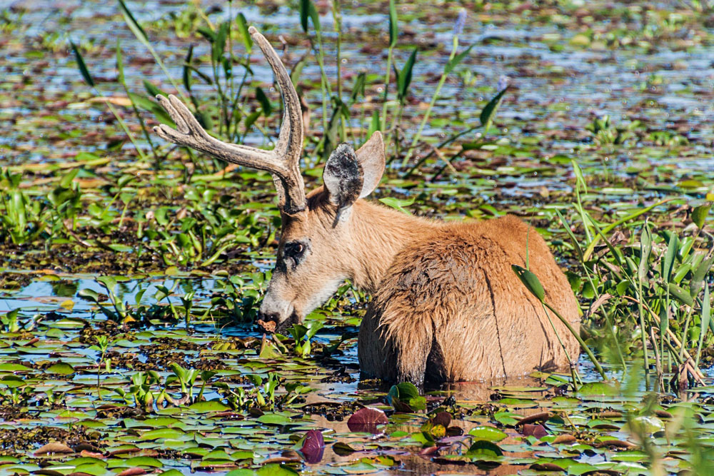 Marsh Deer in Esteros del Ibera, Argentina