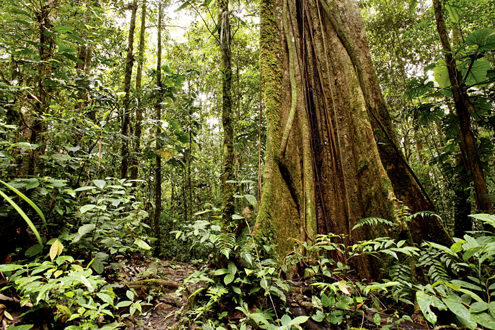 Rainforest Trees of the Amazon, South America