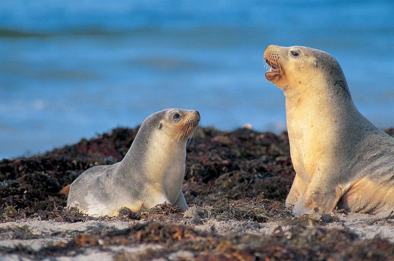 Seals in the Galapagos Islands, Ecuador
