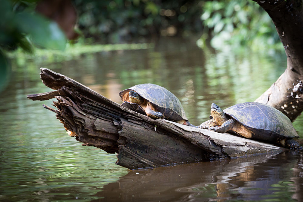 Two Leatherback Turtles Sunbathing, Tortuguero National Park, Costa Rica