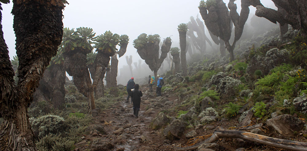 Changing Vegetation of Mount Kilimanjaro, Tanzania