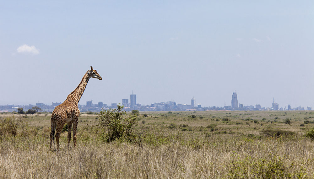 Giraffe in Nairobi National Park with Nairobi Skyline in Background, Kenya