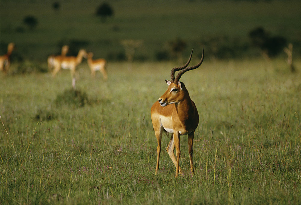 Impala, Nairobi National Park, Kenya