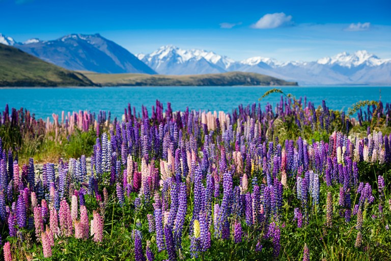Lake Tekapo with Llupins Blooming, South Island, New Zealand