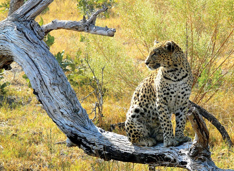 Leopard in Pom-Pom Island, Okavango Delta, Botswana