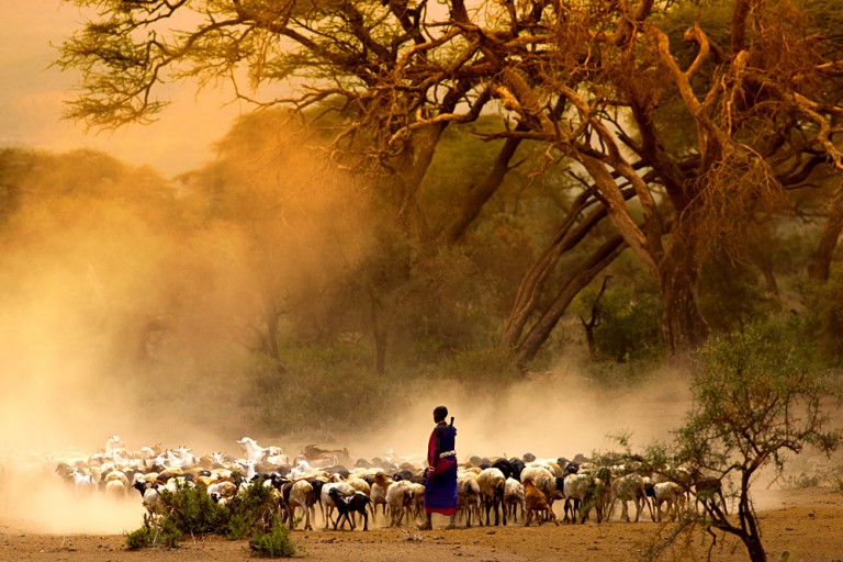 Maasai Shepherd Leading Flock of Goats, Kenya, East Africa