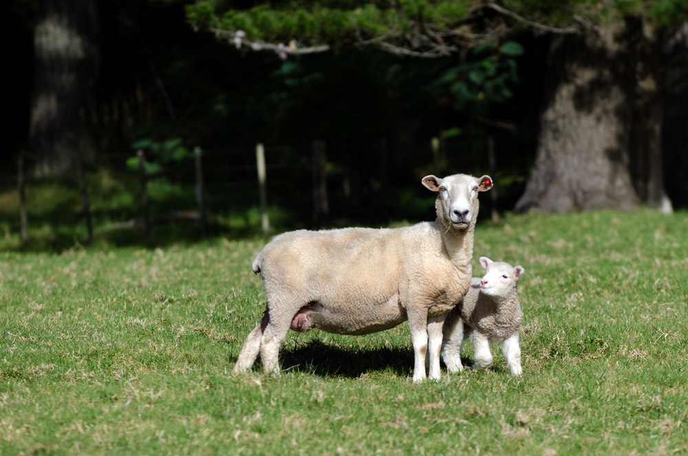 Mother Sheep and Her Lamb During Spring in a Sheep Farm in New Zealand
