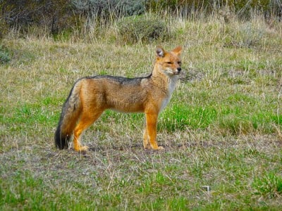 Patagonian Red Fox in Torres Del Paine, Chile