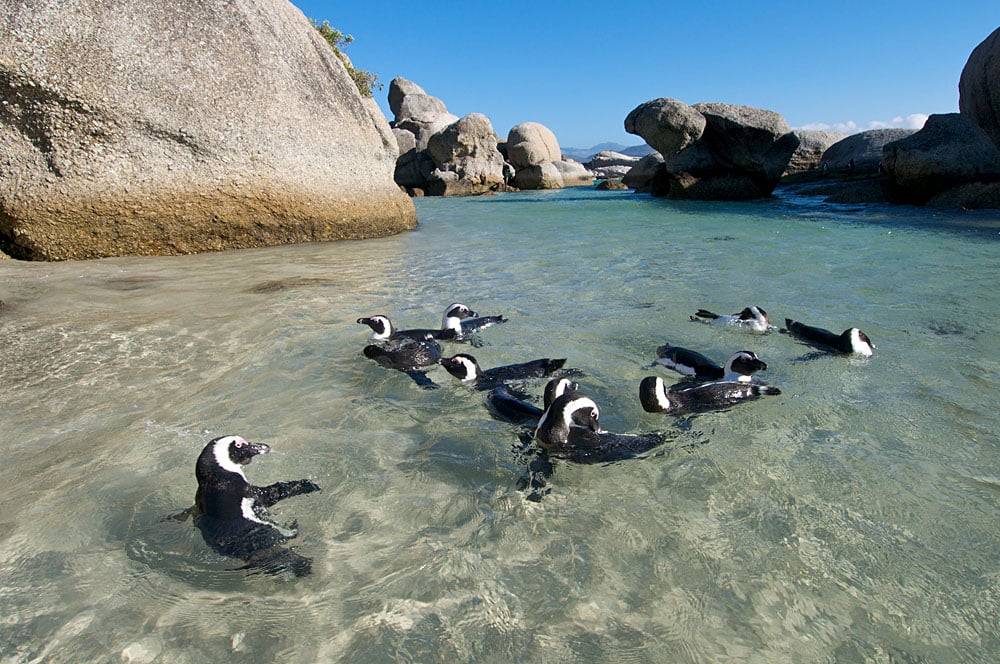 Penguins Splashing Around in Boulders Beach, Cape Town, South Africa