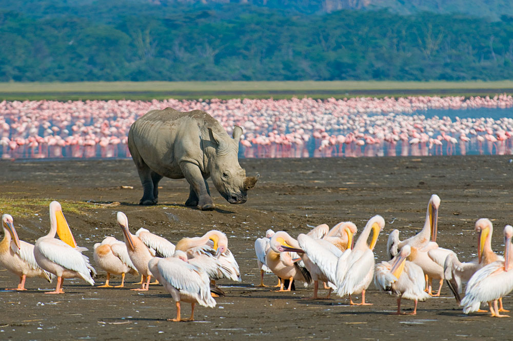 Rhino in Lake Nakuru, Kenya