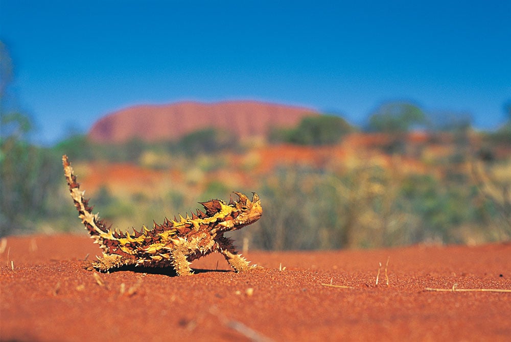 Thorny Devil Found in the Outback, Australia