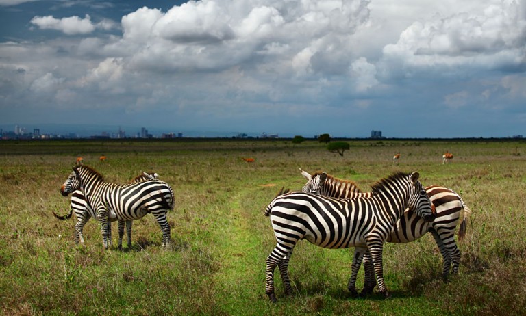 Zebras in Savanna of Nairobi National Park, Kenya