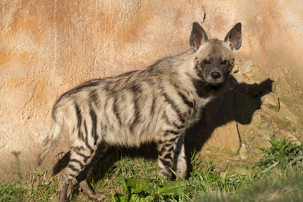 Black-Striped Hyena