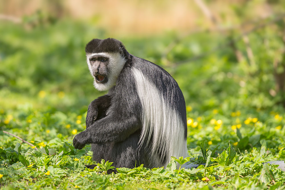 Black and-White Colobus Monkey, East Africa