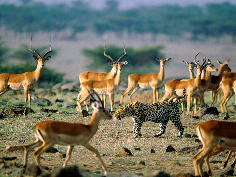 Leopard Preying on Impalas, Kenya