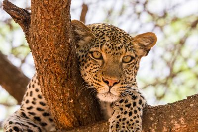 Leopard in a Tree, East Africa