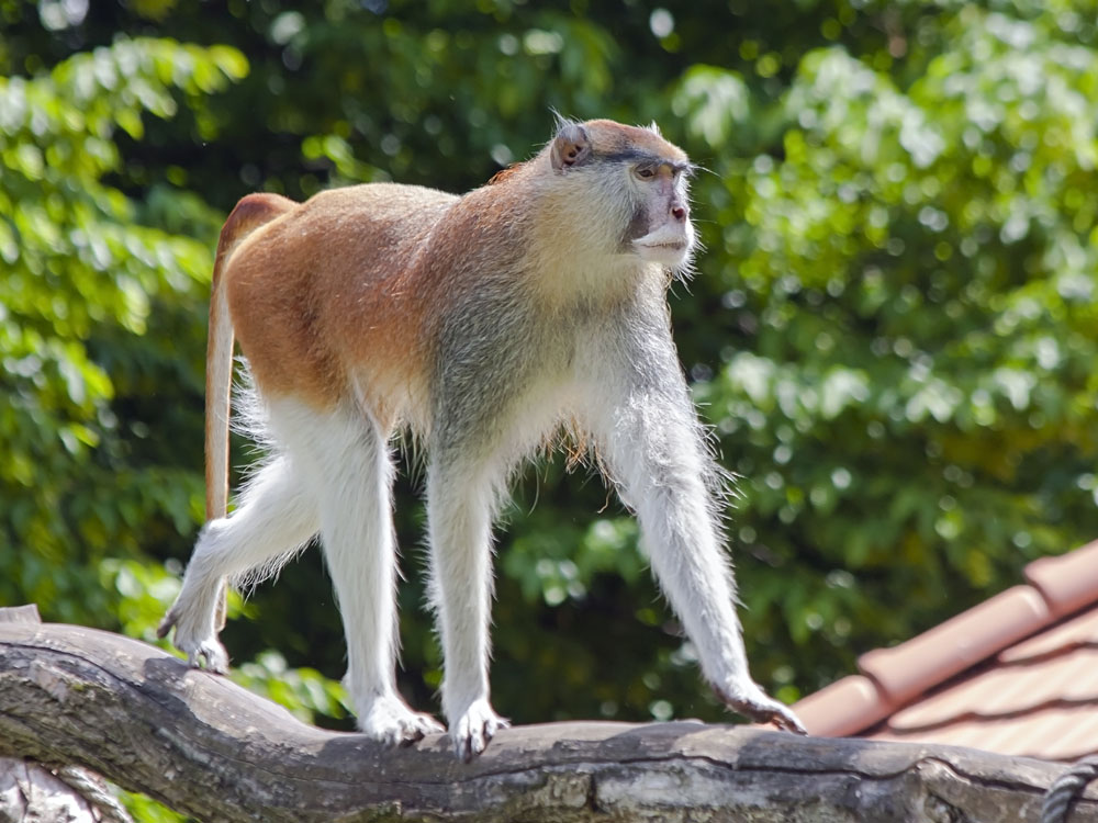 Male Patas Monkey, Africa