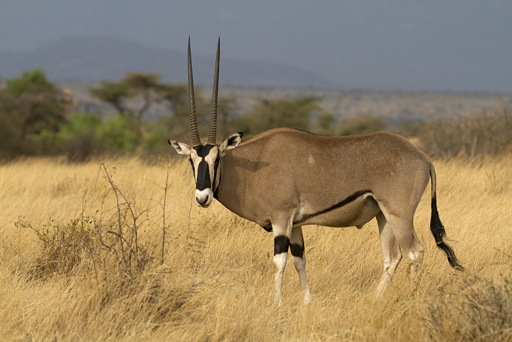Oryx Standing on Yellow Grass, Kenya