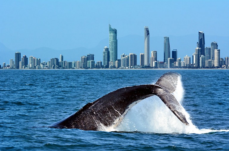 Tail of a Humpback Whale Rises Above the Water Against Surfers Paradise Skyline in Gold Coast, Queensland, Australia