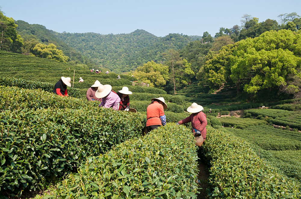 Workers Picking Tea in West Lake Longjing Tea Plantation, Hangzhou, China