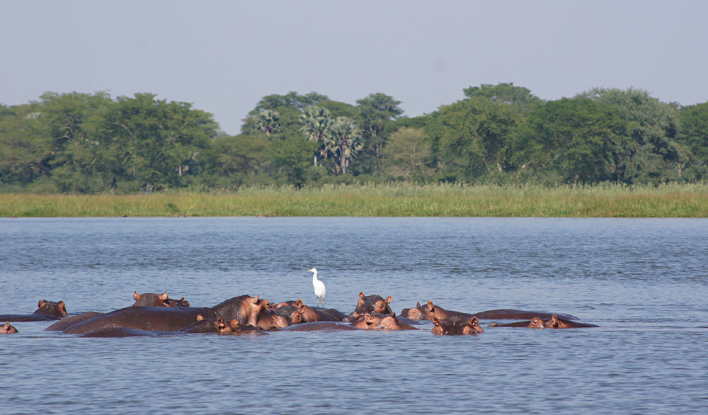Akke Bos - Hippos in Liwonde National Park, Malawi