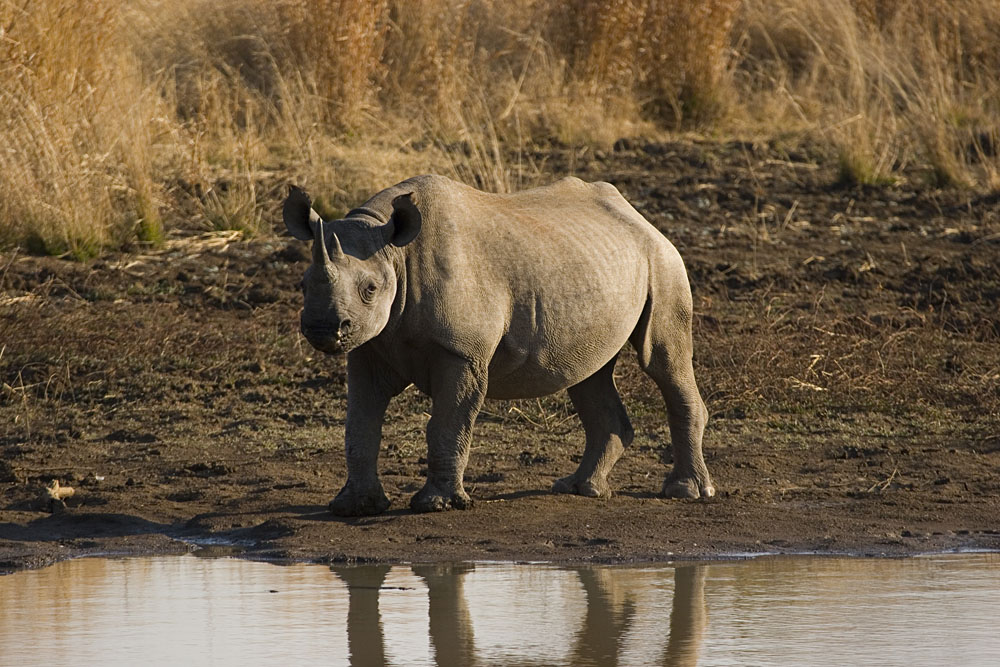 Black Rhino is Pilanesberg Game Reserve, South Africa