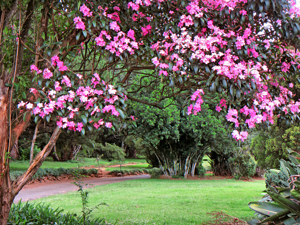 Blooming Tree in Wylie Park, Pietermaritzburg, South Africa