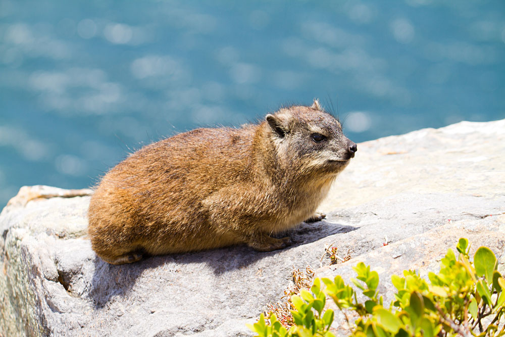 Capy Hyrax or Dassie on Table Mountain, Cape Town, South Africa