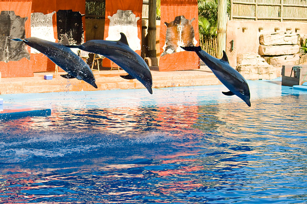 Dolphin Show at uShaka Marine World, Durban, South Africa