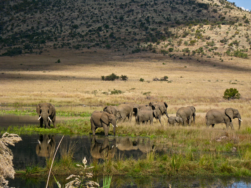 Elephants in Pilanesberg Game Reserve, South Africa