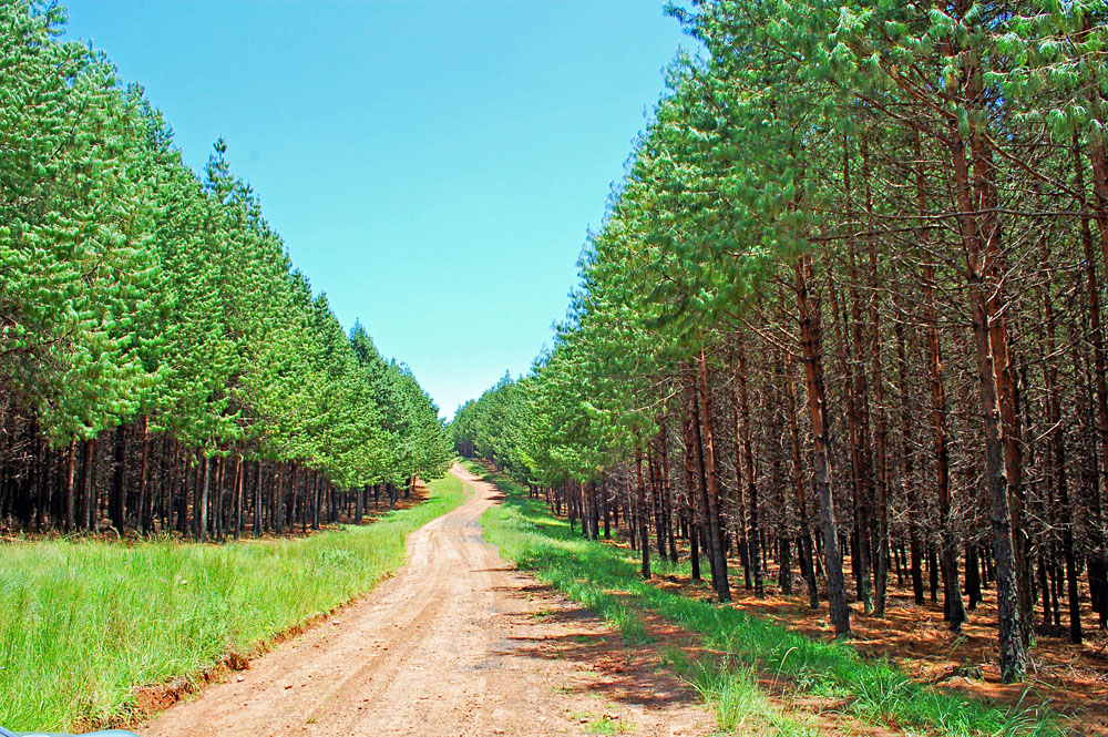 Forest Road in Mount Sheba, Mpumalanga, South Africa