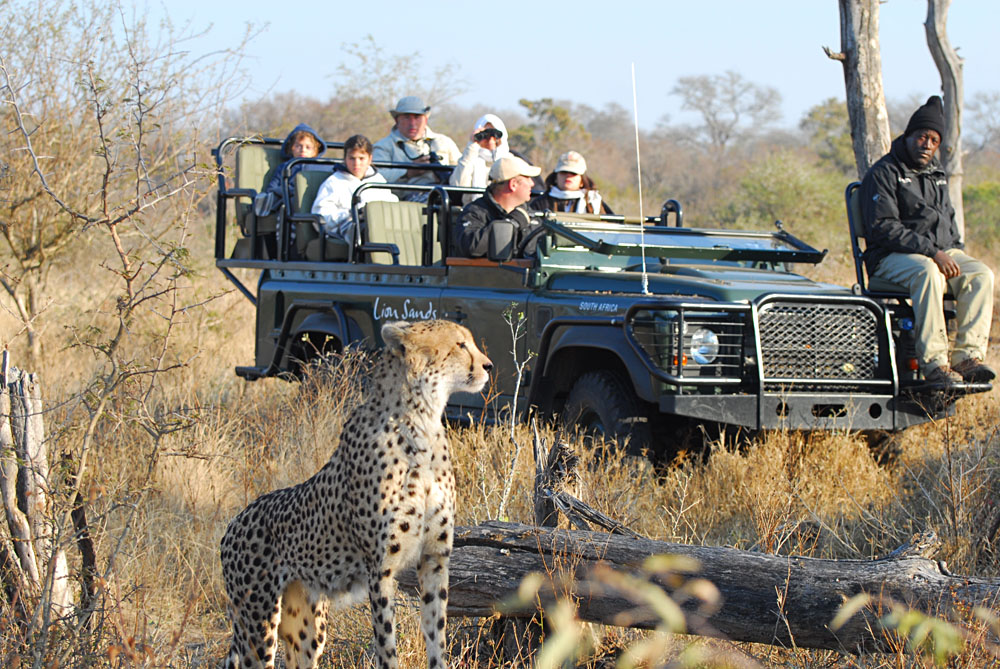 Game Viewing in Open Vehicles in the Sabi Sands, Kruger National Park, South Africa