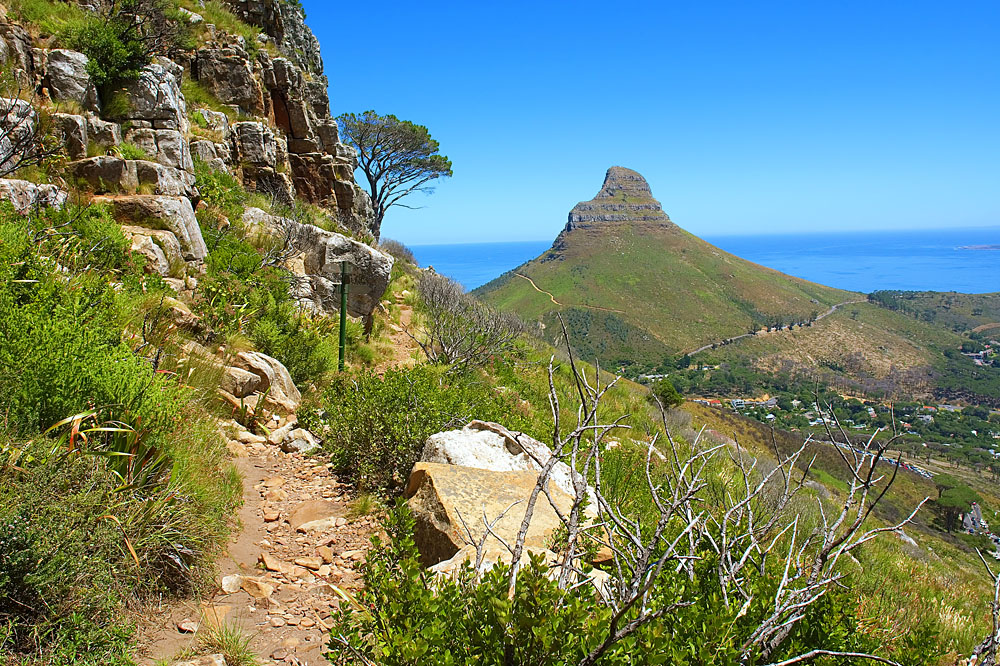 Hiking Trail and View of Lion's Head at Table Mountain, Cape Town, South Africa