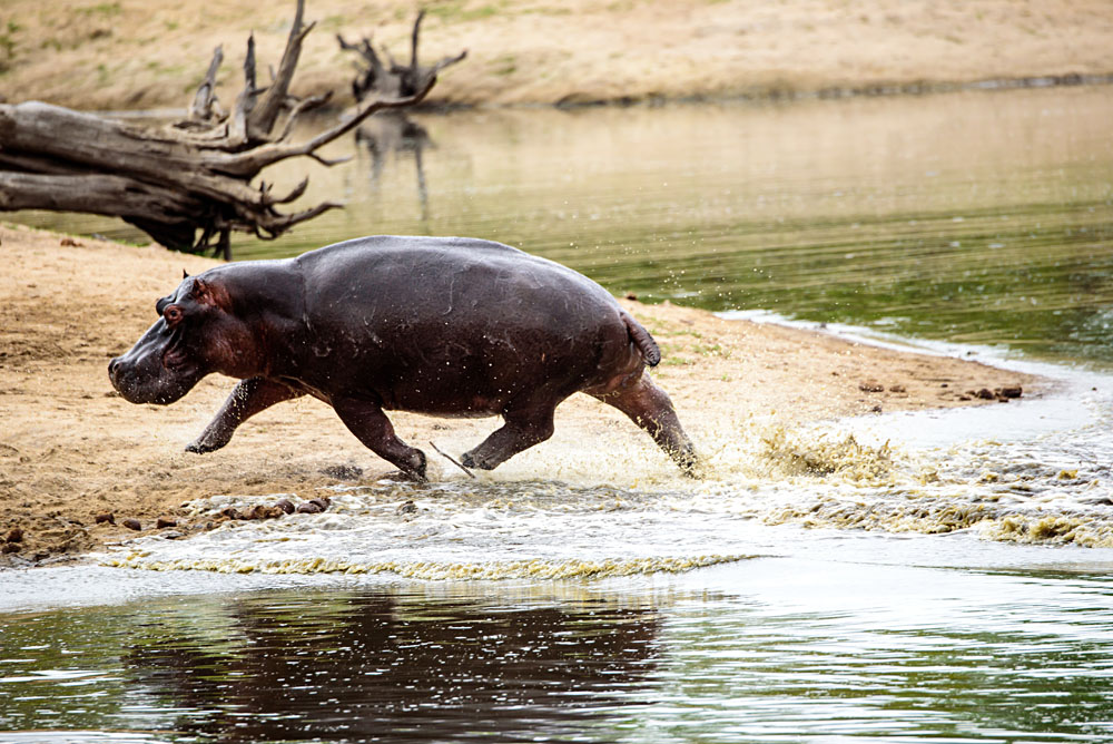 Hippo Charging Out of a Waterhole, Sabi Sands, Kruger National Park, South Africa