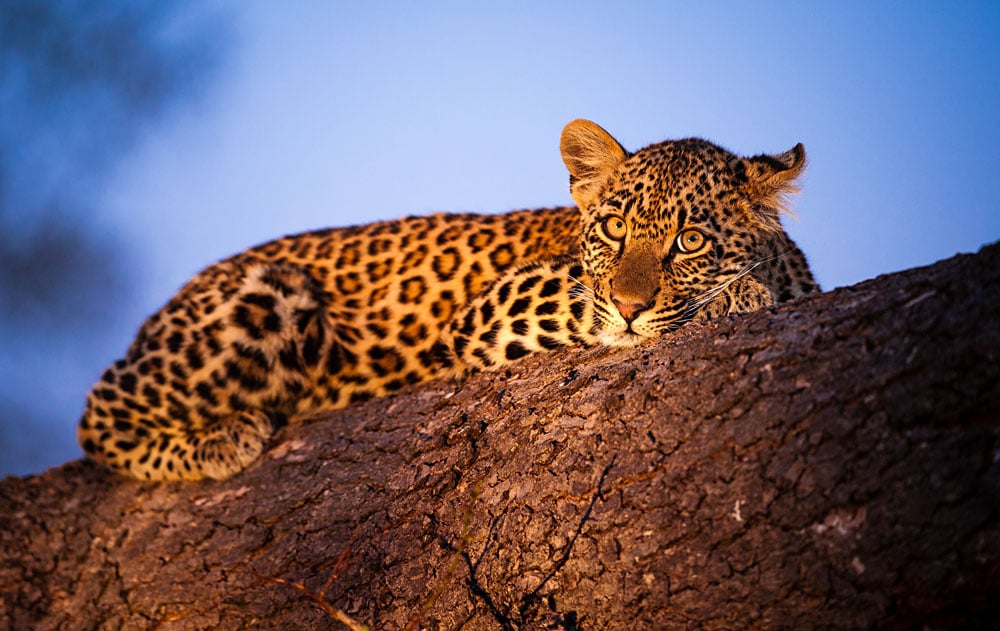 Leopard Cub Resting in Sabi Sands Nature Reserve, Kruger National Park, South Africa