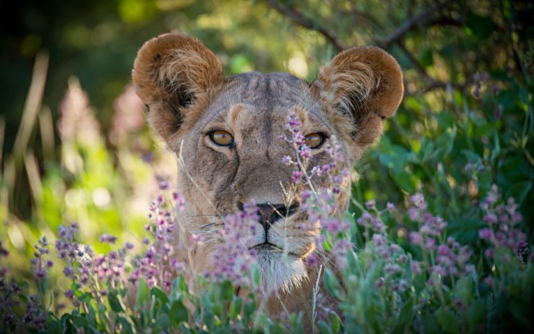 Lioness Close Up in Samburu Game Park, Kenya