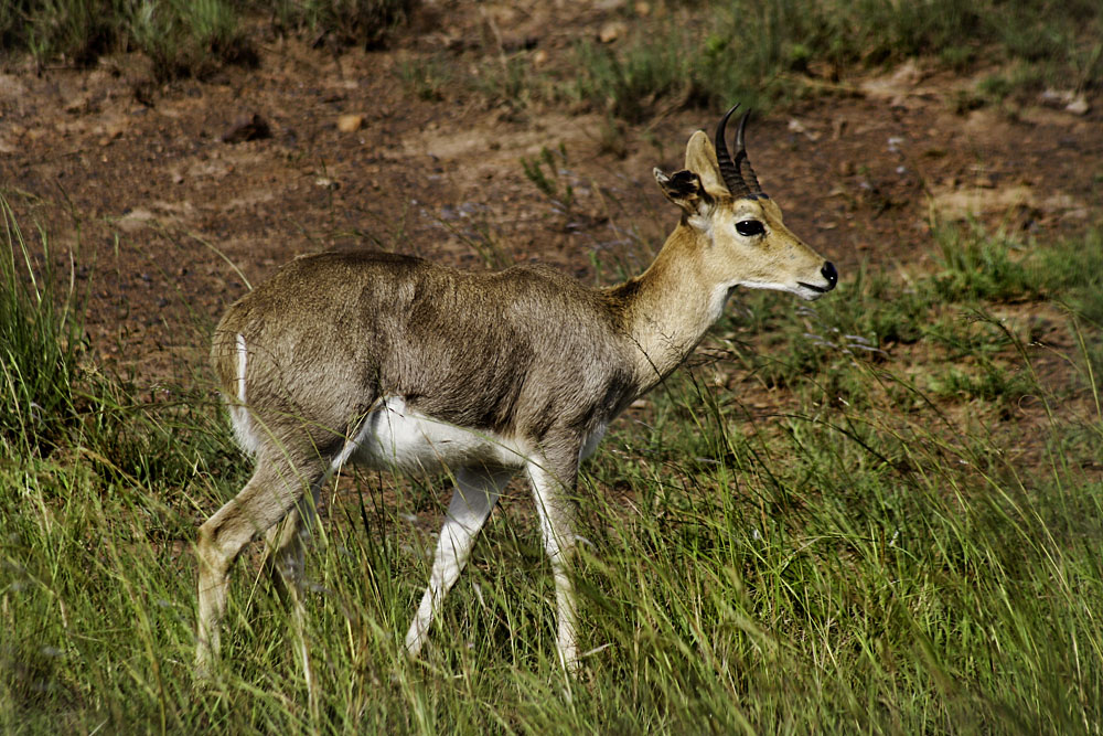 Male Mountain Reedbuck in Ithala Game Reserve, Zululand, KwaZulu-Natal, South Africa
