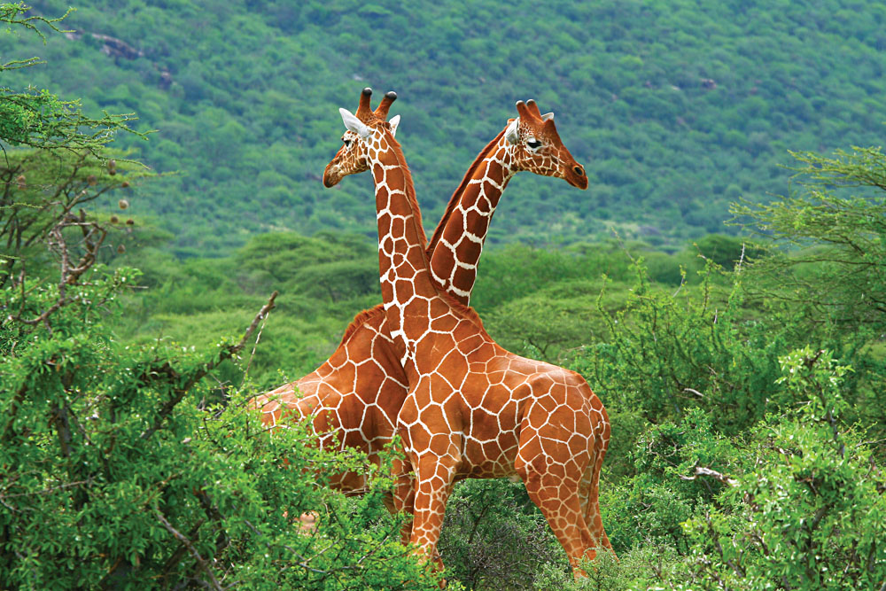 Two Giraffes in Samburu National Park, Kenya