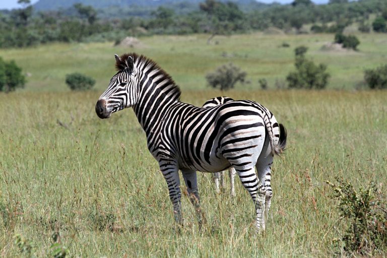 Zebra in Savannah, Sabi Sands, Kruger National Park, South Africa