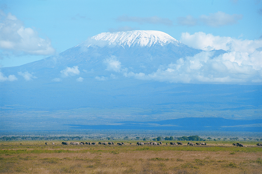 Mount Kilimanjaro in the Background with Ele Herd Up Front, Tanzania