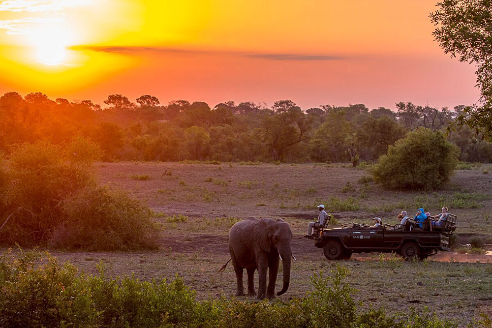 Sabi Sabi Private Game Reserve - Elephants at Sunset Safari