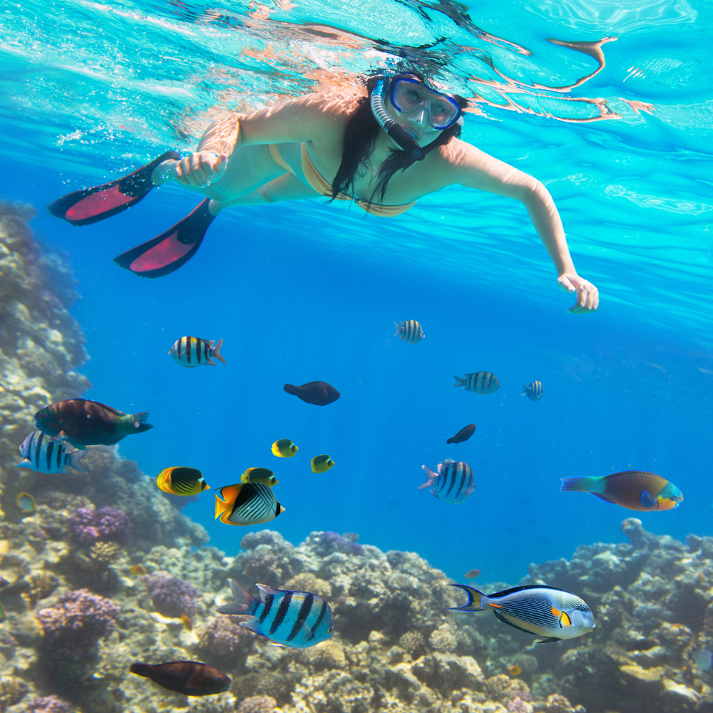 Snorkeling in the Red Sea Reef in Hurghada, Egypt