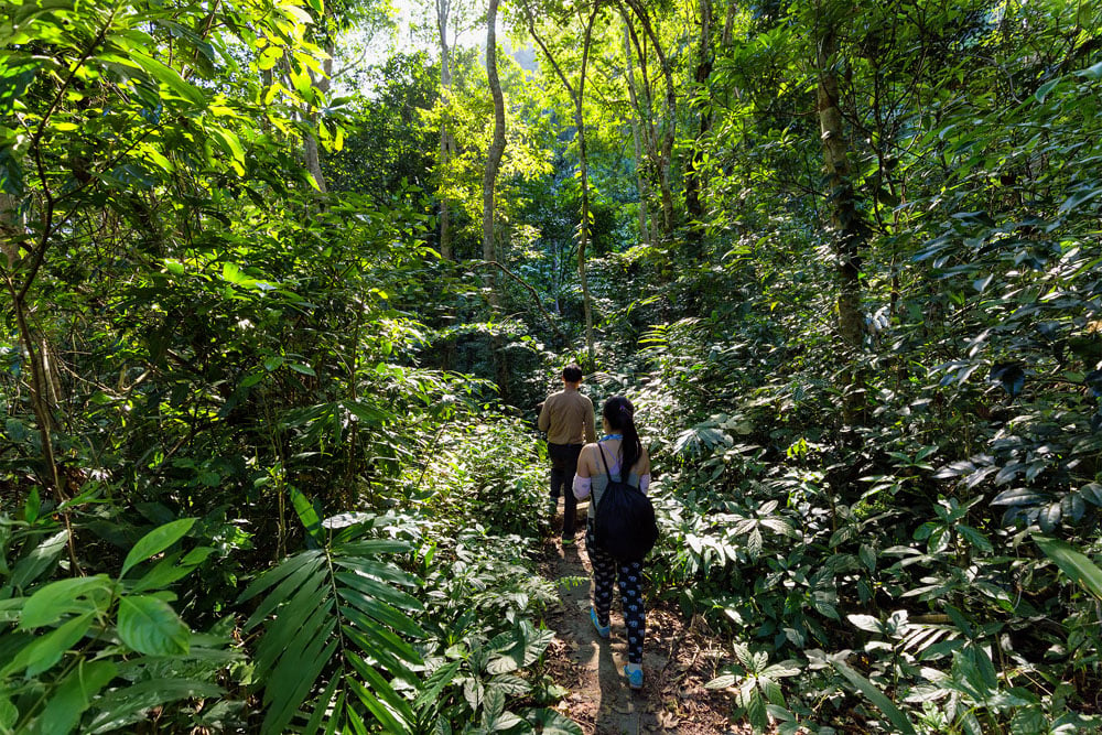 Trekkers Walking in the Dense Jungle of Cat Ba Island, Halong Bay, Vietnam