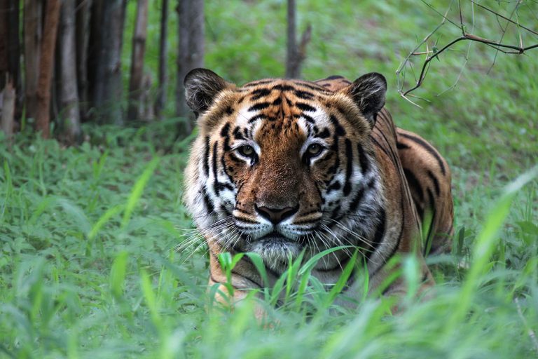 Bengal Tiger, India